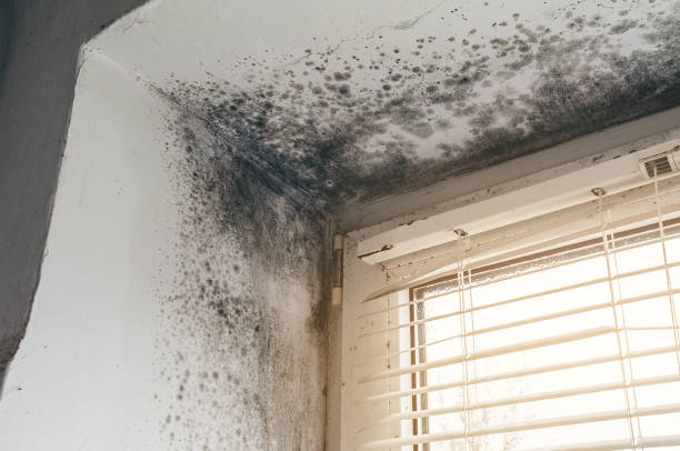 Affordable Black Mold Remediation solutions in Harrisburg, NC